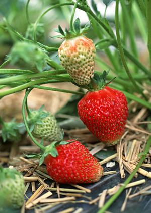 新宿で絶品牡蠣とイタリアンを楽しめるオイスターバー「Oyster Bar ジャックポット新宿」概要と魅力