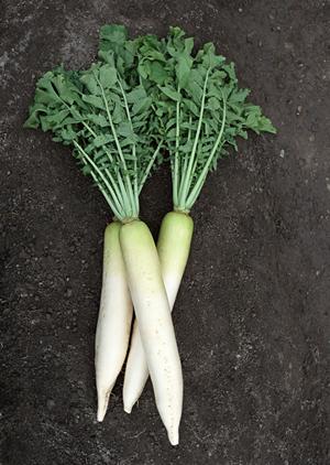 北海道札幌の絶品スープカレー店「奥芝商店 実家店」の魅力と店舗情報